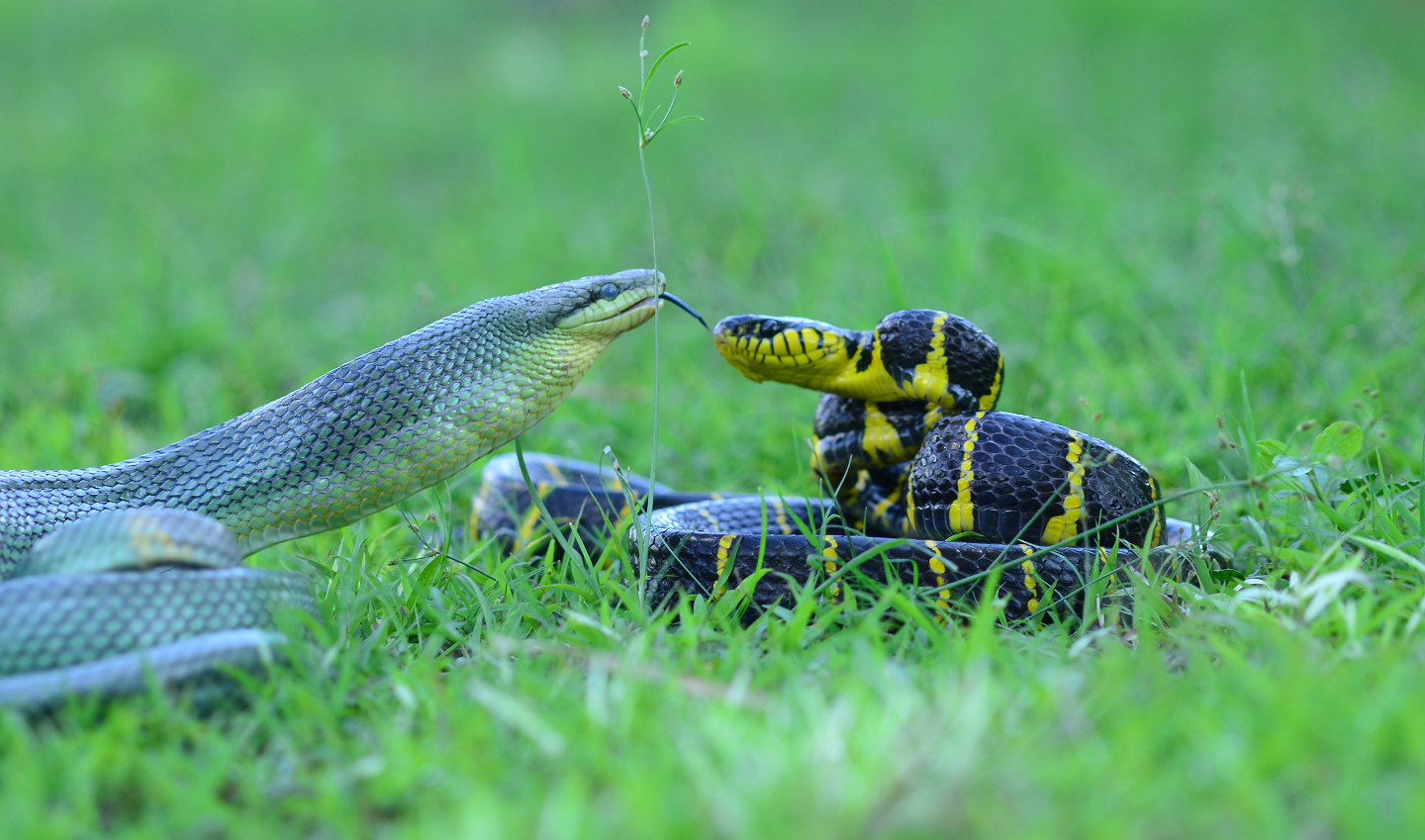 Кусают ли ядовитые змеи друг друга