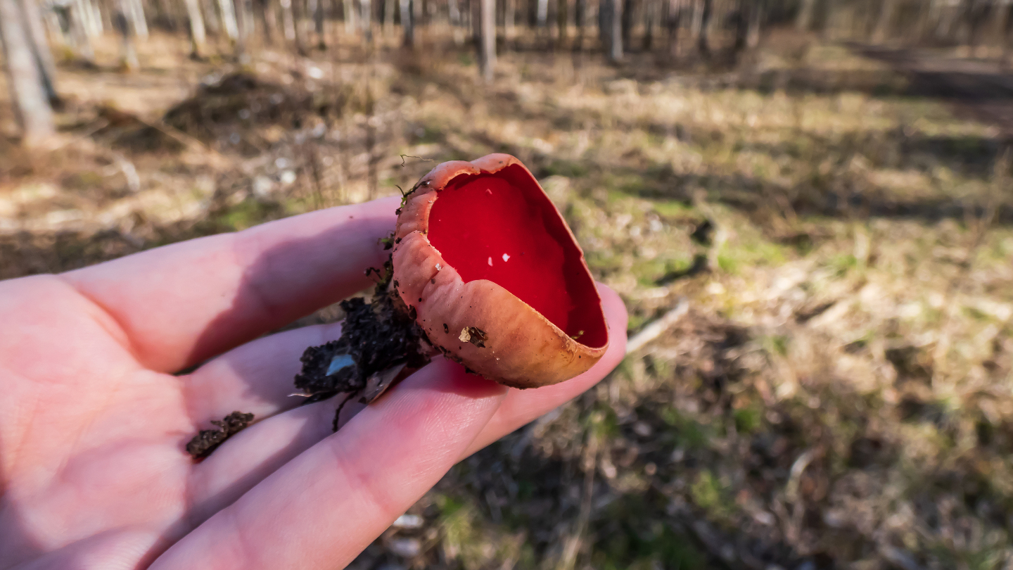 эльфова чаша