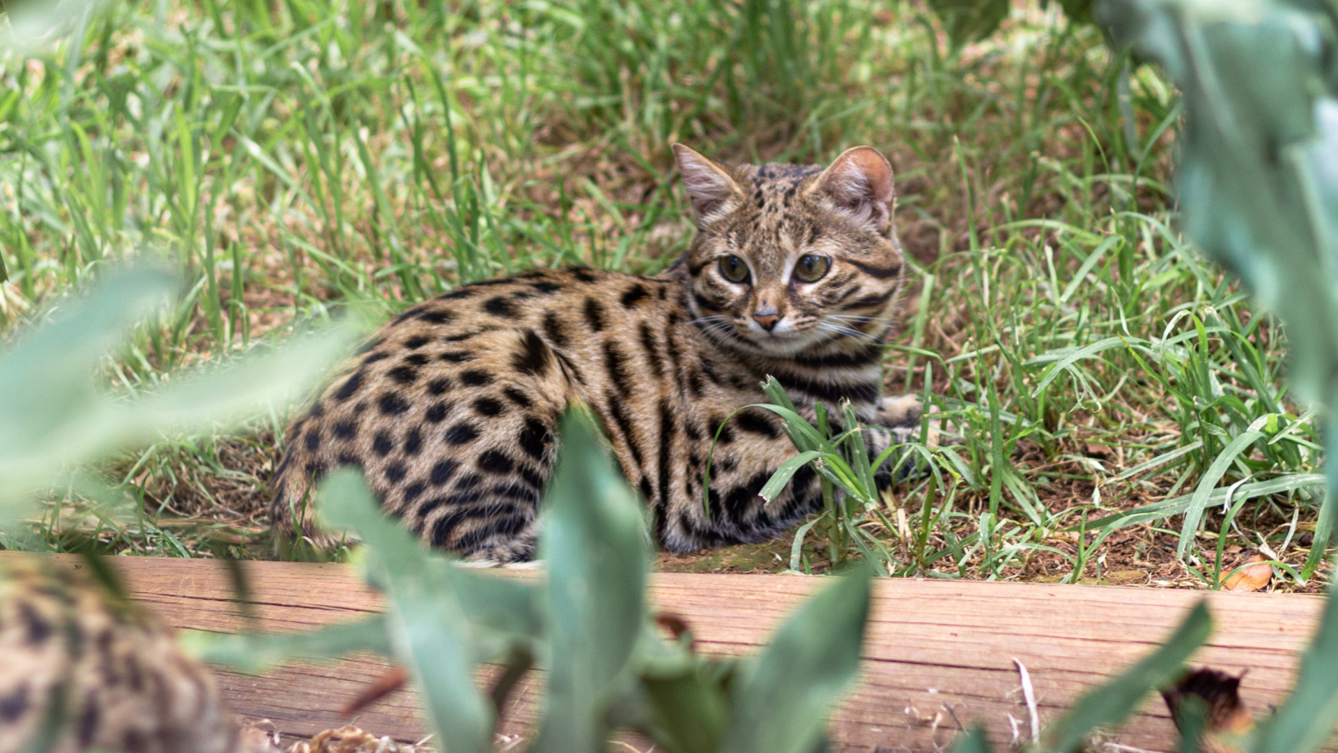 Черноногая кошка 