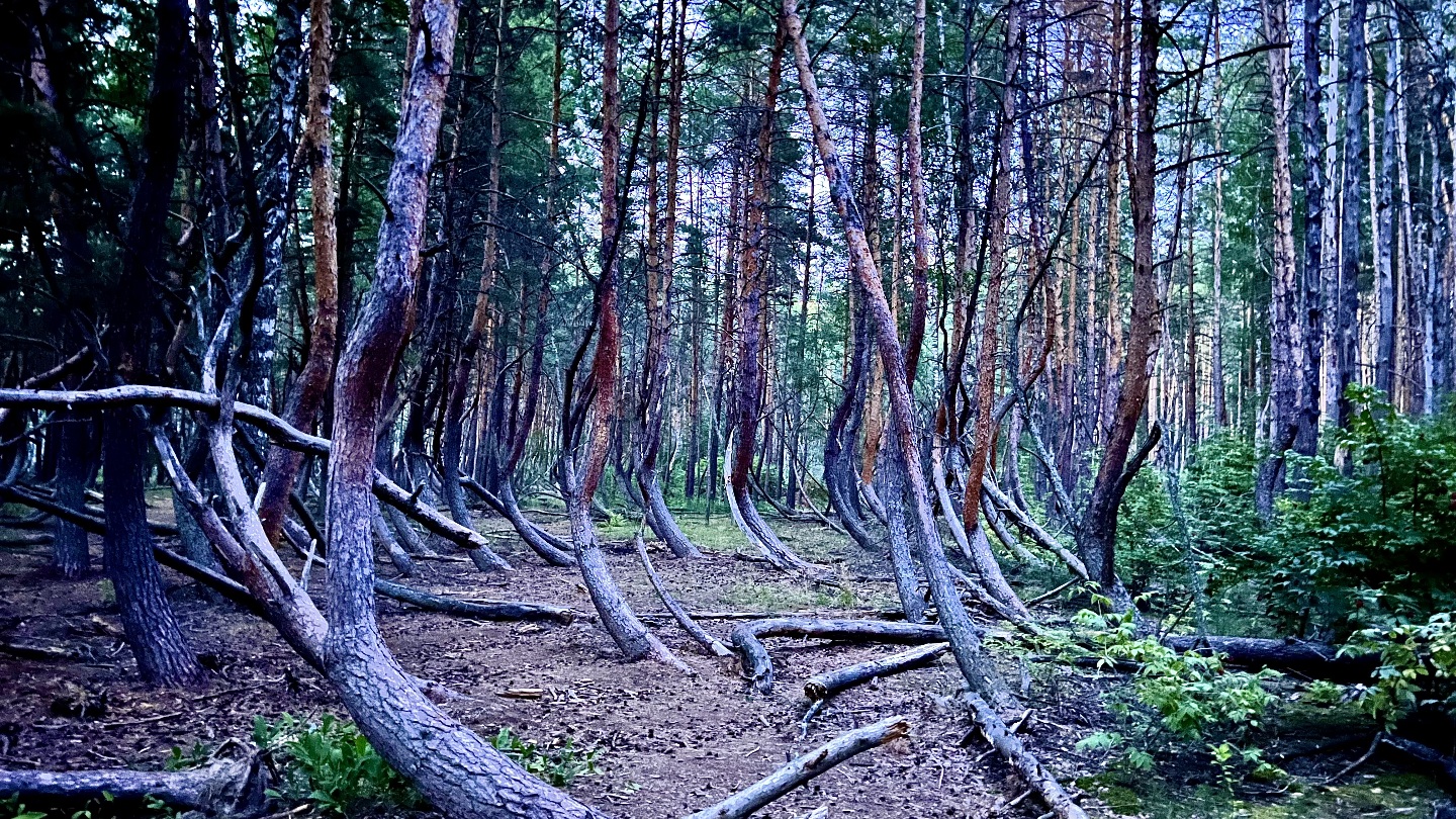 Пьяный лес рязань фото