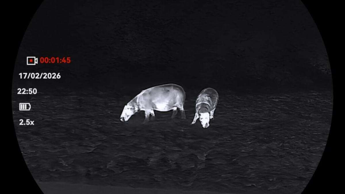 карликовые бегемоты