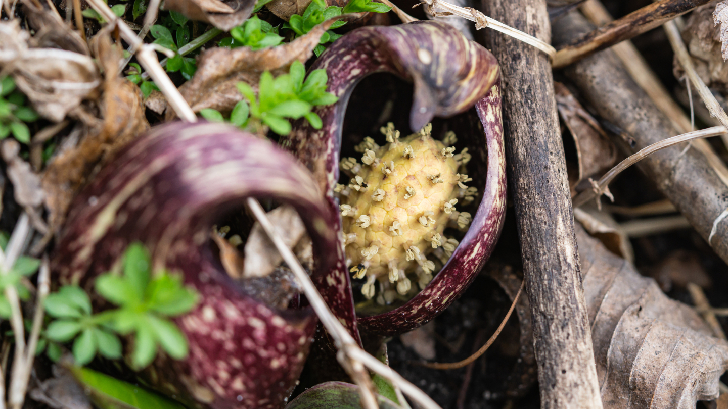 Связноплодник вонючий
