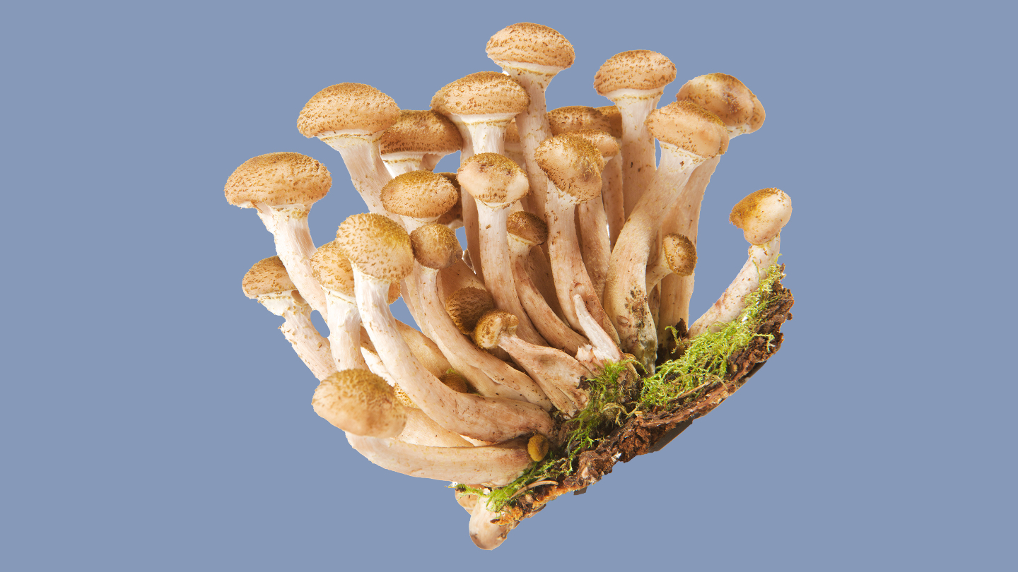 как выглядит опенок