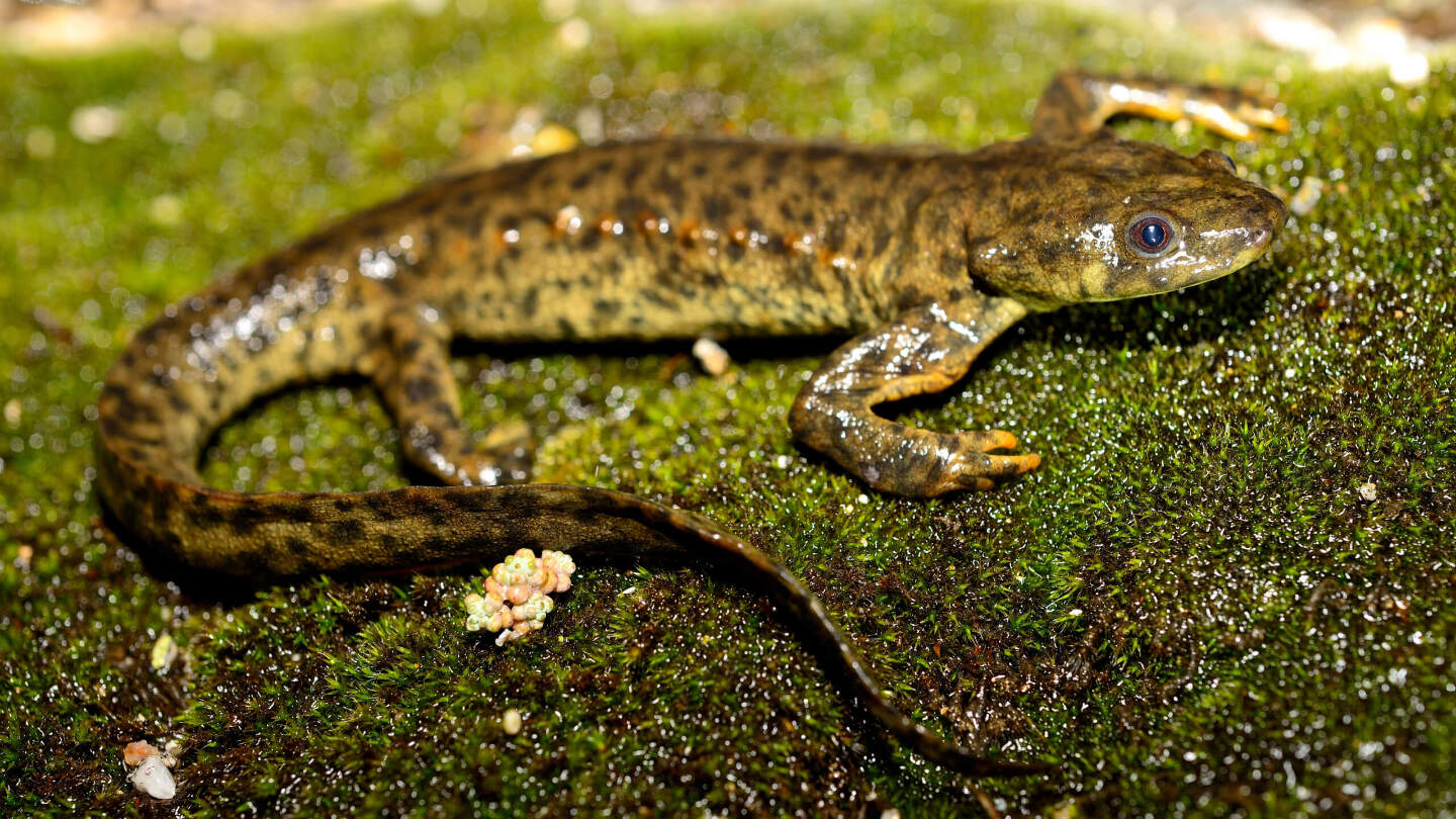 иглистый тритон