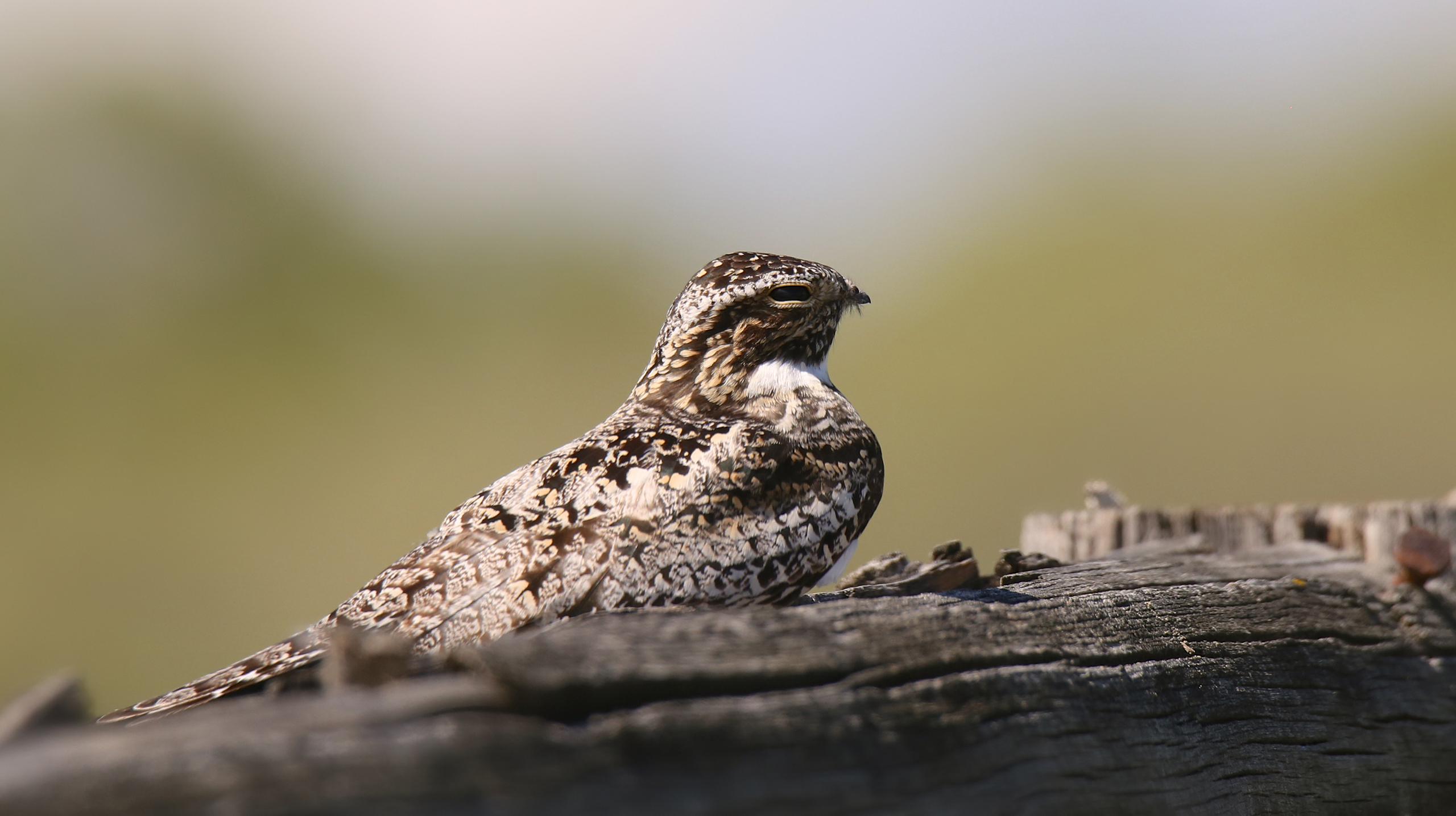 животные, спячка