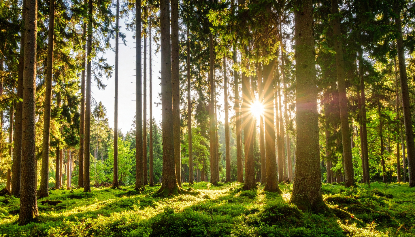 запахи земли, лес