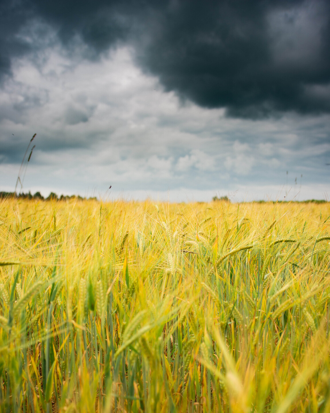 Перед грозой - Телеканал «Моя Планета»