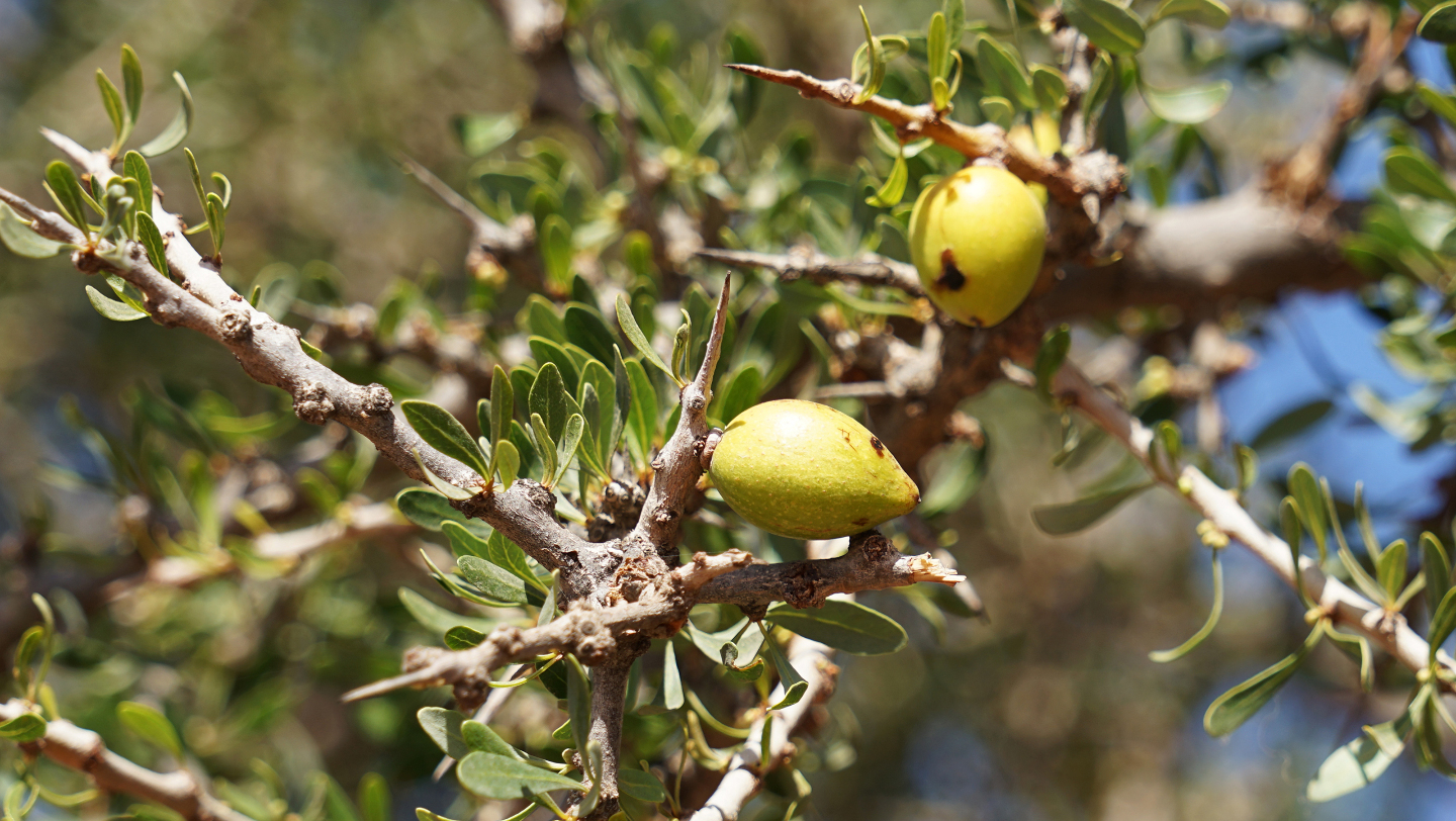 Аргания колючая