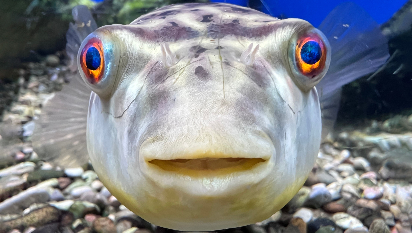 чем питается