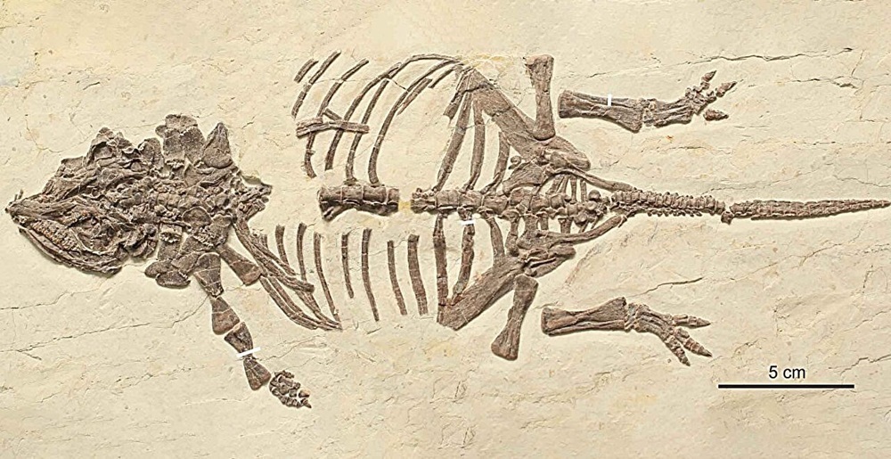 окаменелость