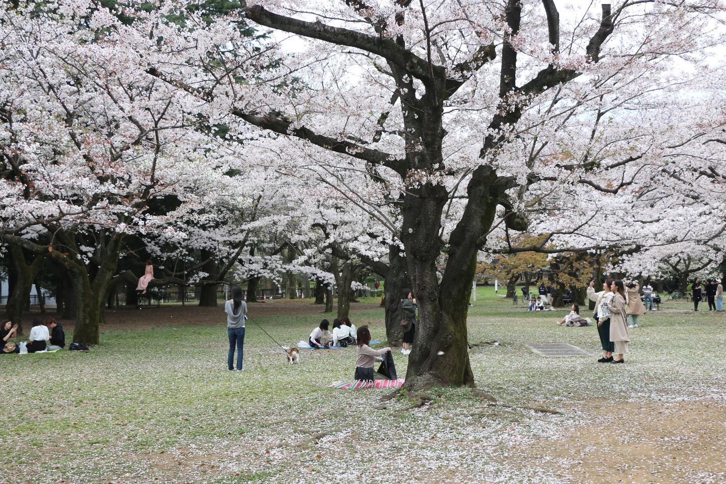 Японский хан. Ханами в Японии 2022. Ханами. Беркир и Ханами. First Hanami in Japan Painting.