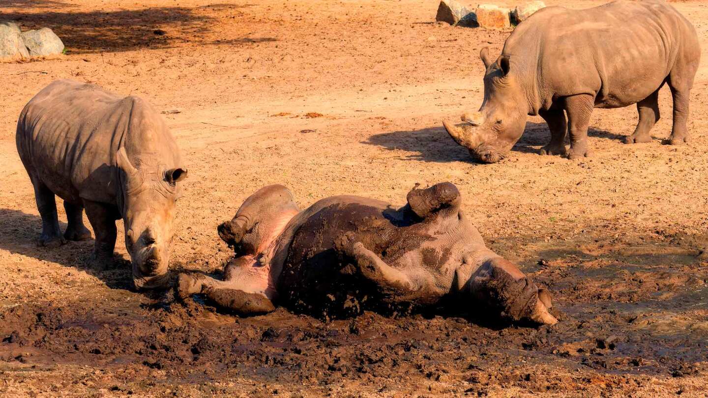 белый носорог