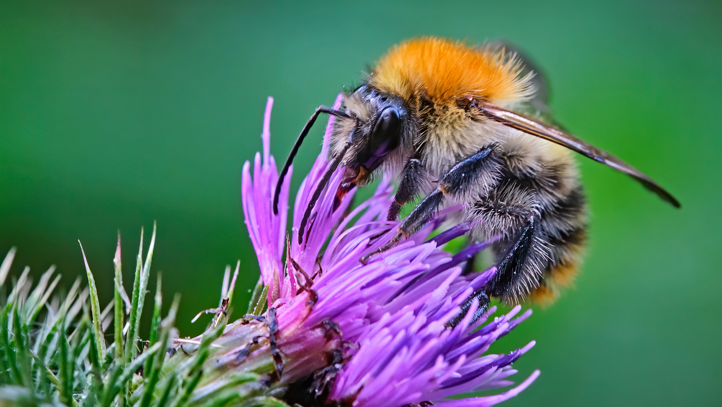 животные, спячка