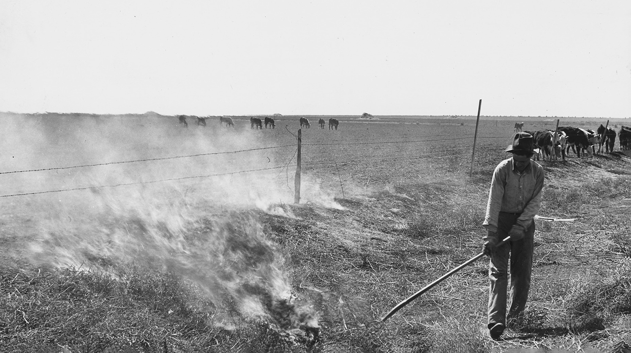 перекати-поле в США