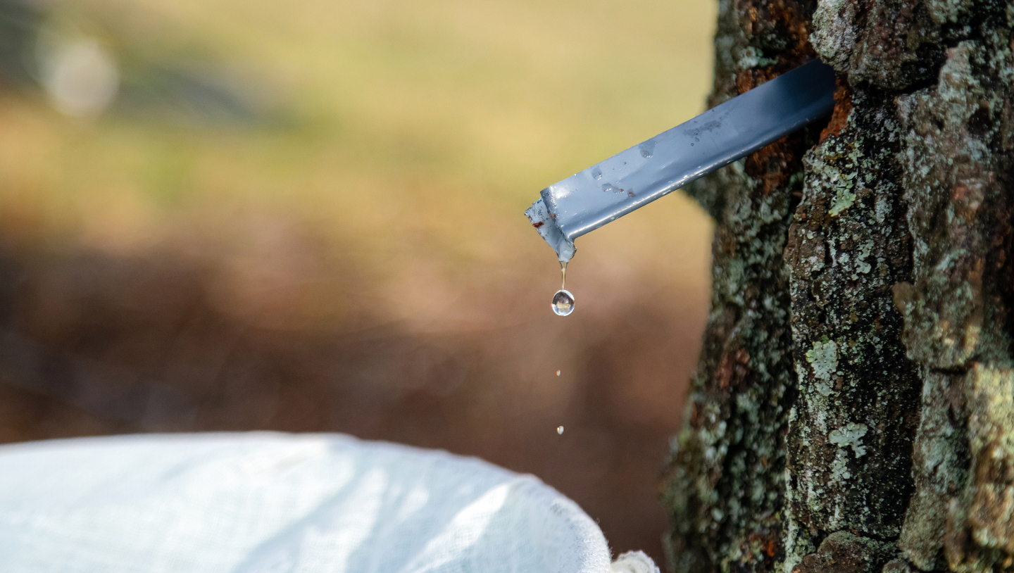 березовый сок