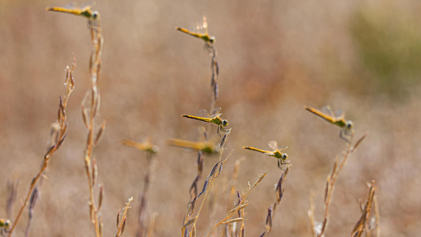 Когда и куда мигрируют стрекозы