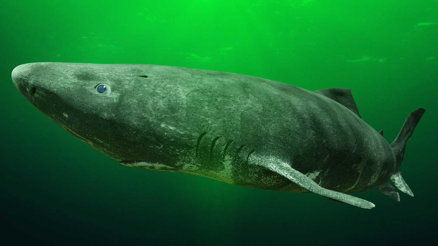 гренландская акула
