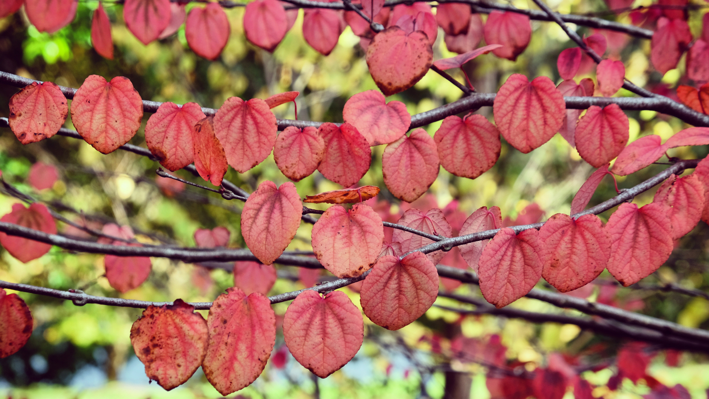 Карамельное дерево