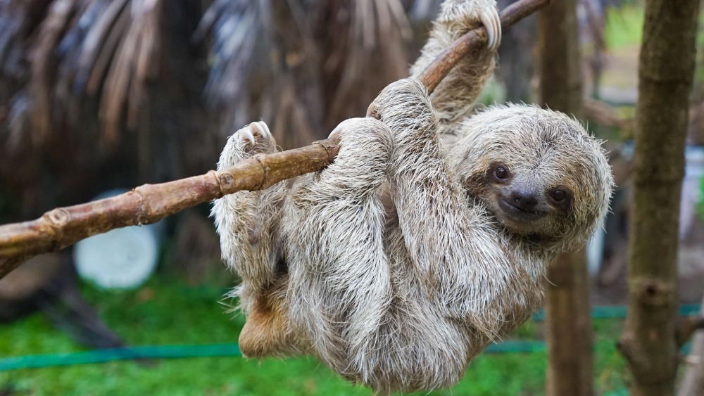 ленивец