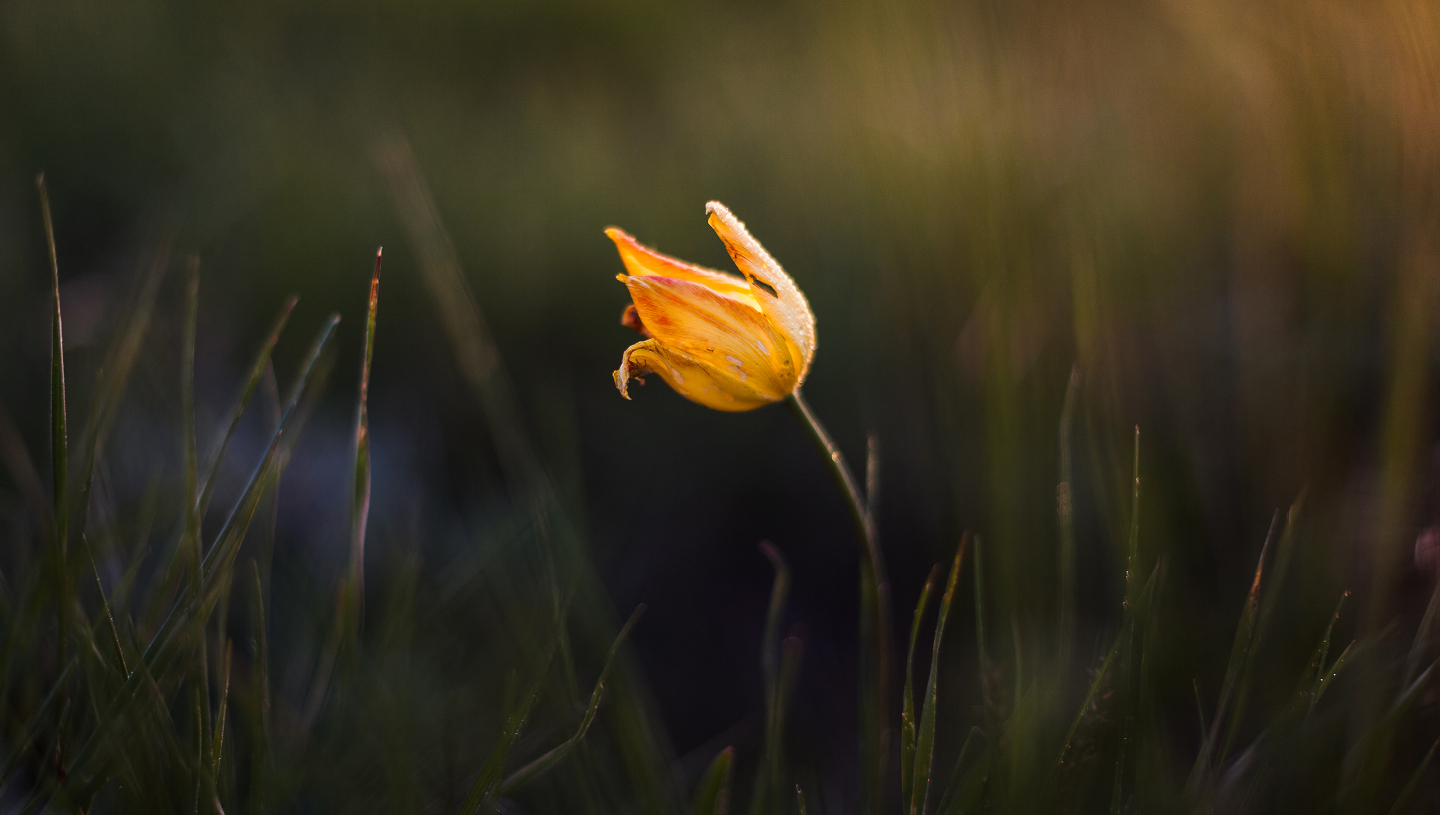 дикий тюльпан