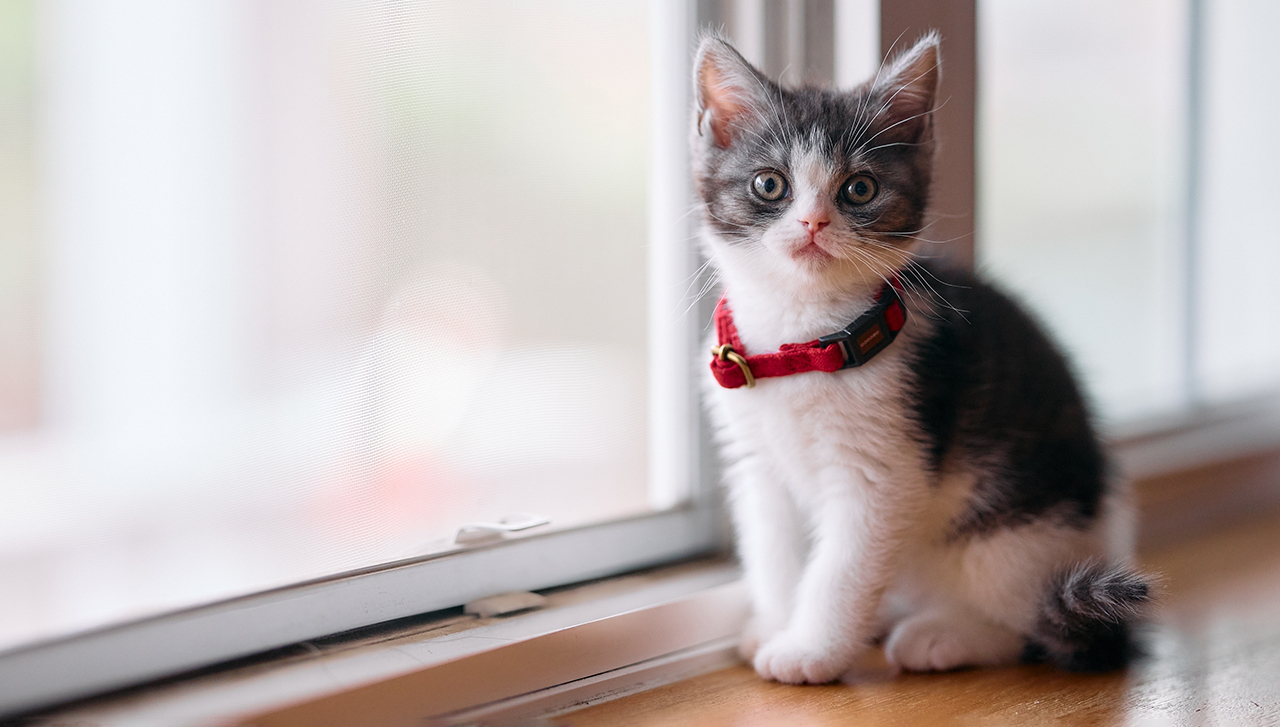 котенок