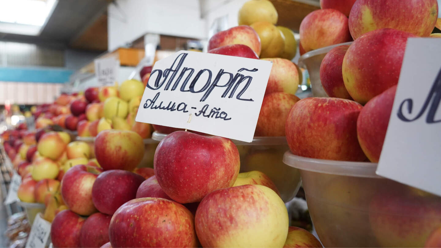 Яблоня Сиверса