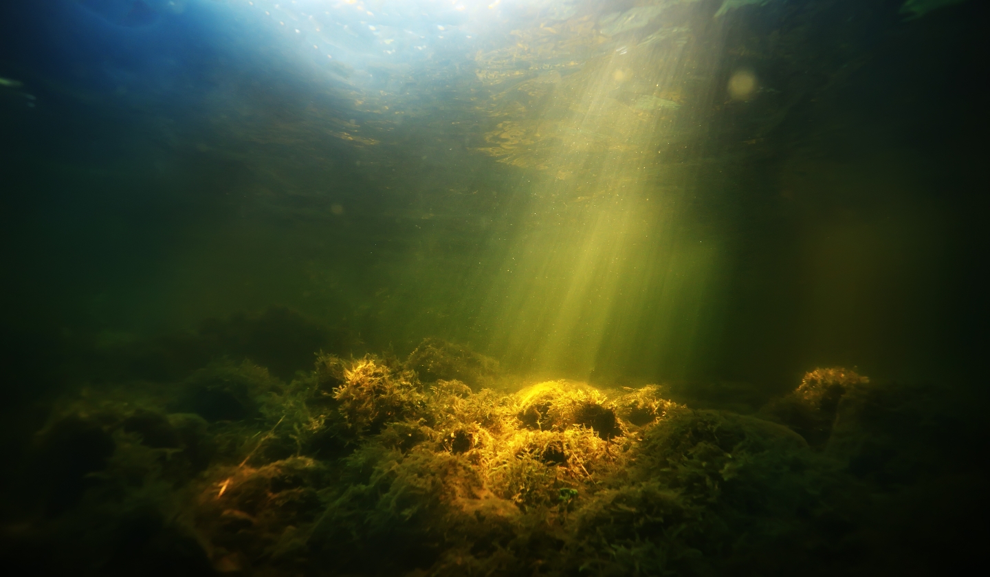 река, крокодил