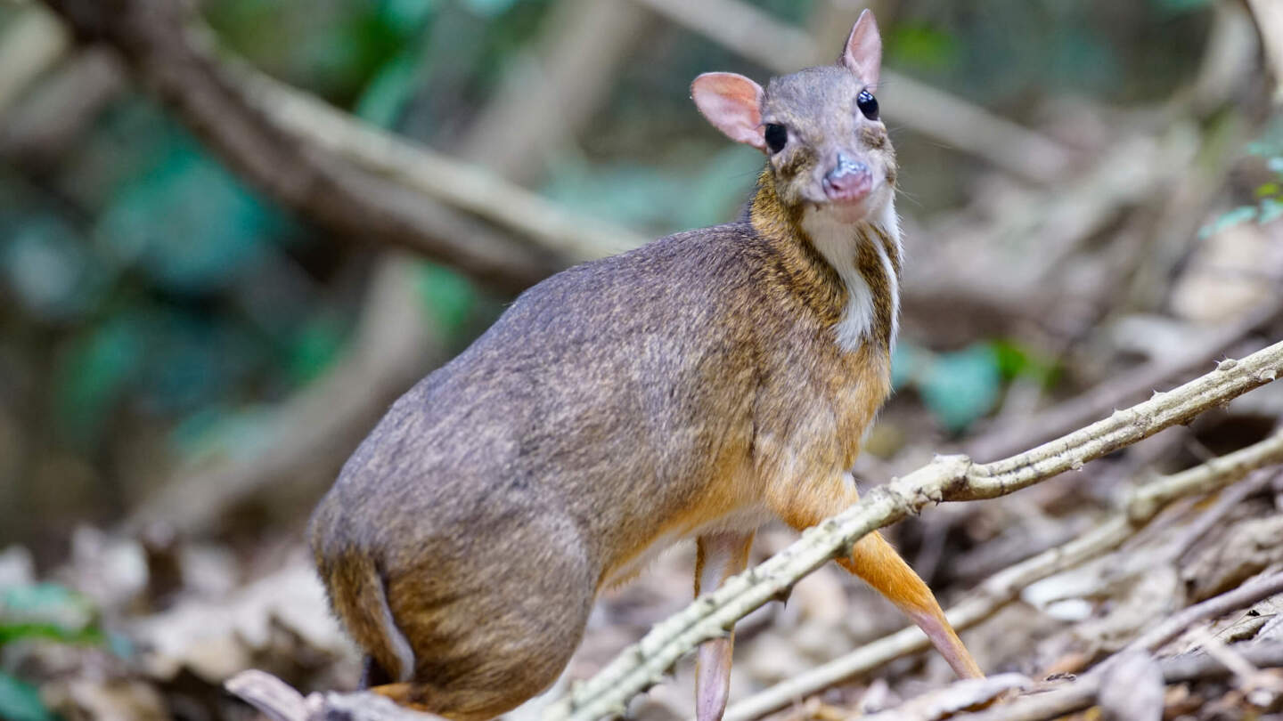 Малый оленек 