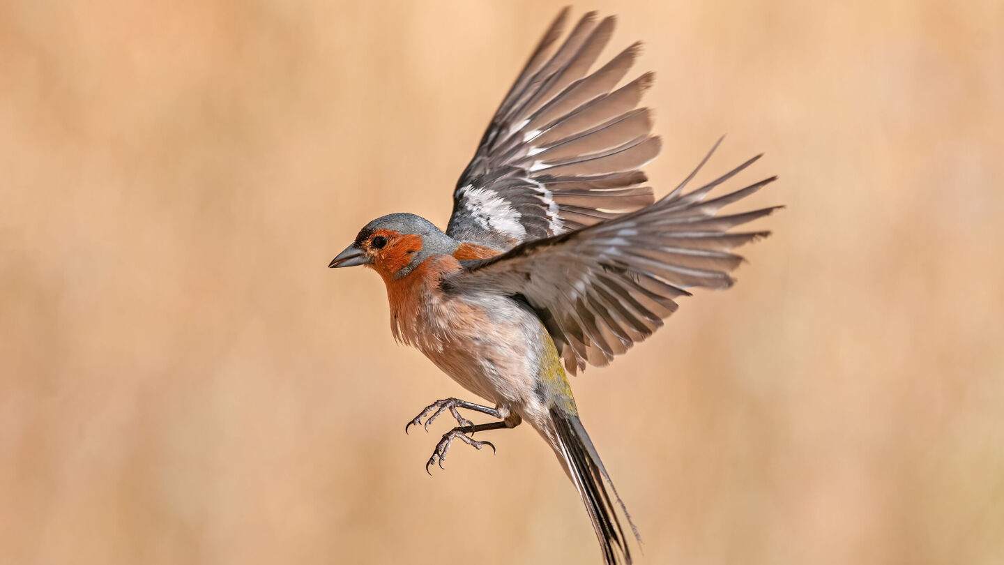 перелетная птица