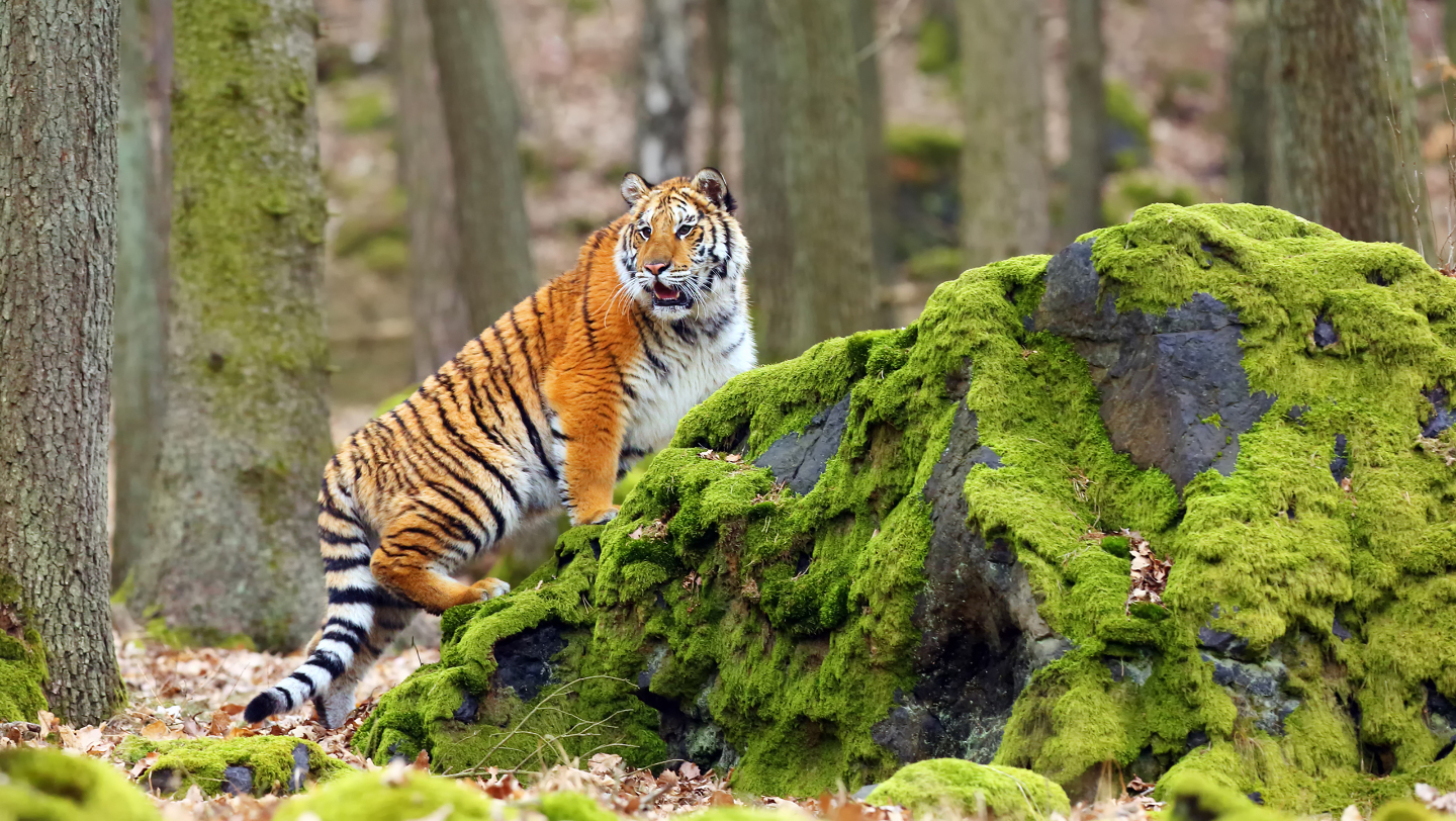 Национальный парк «Зов тигра»