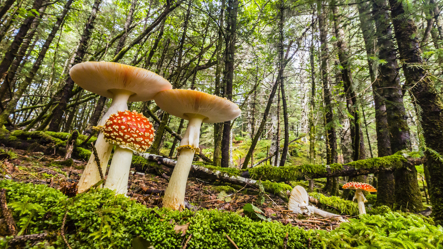 интересные факты