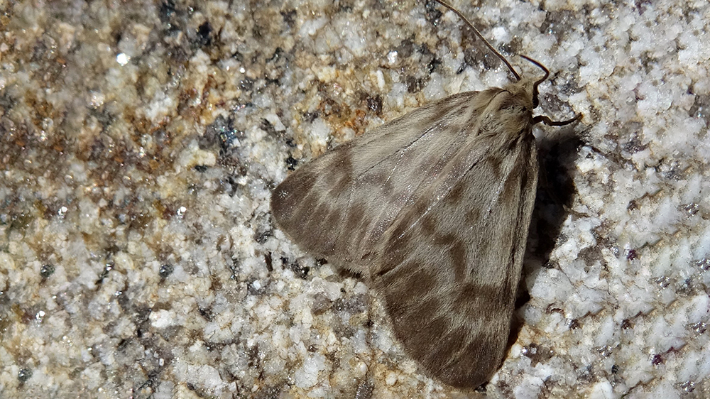 новый вид бабочки