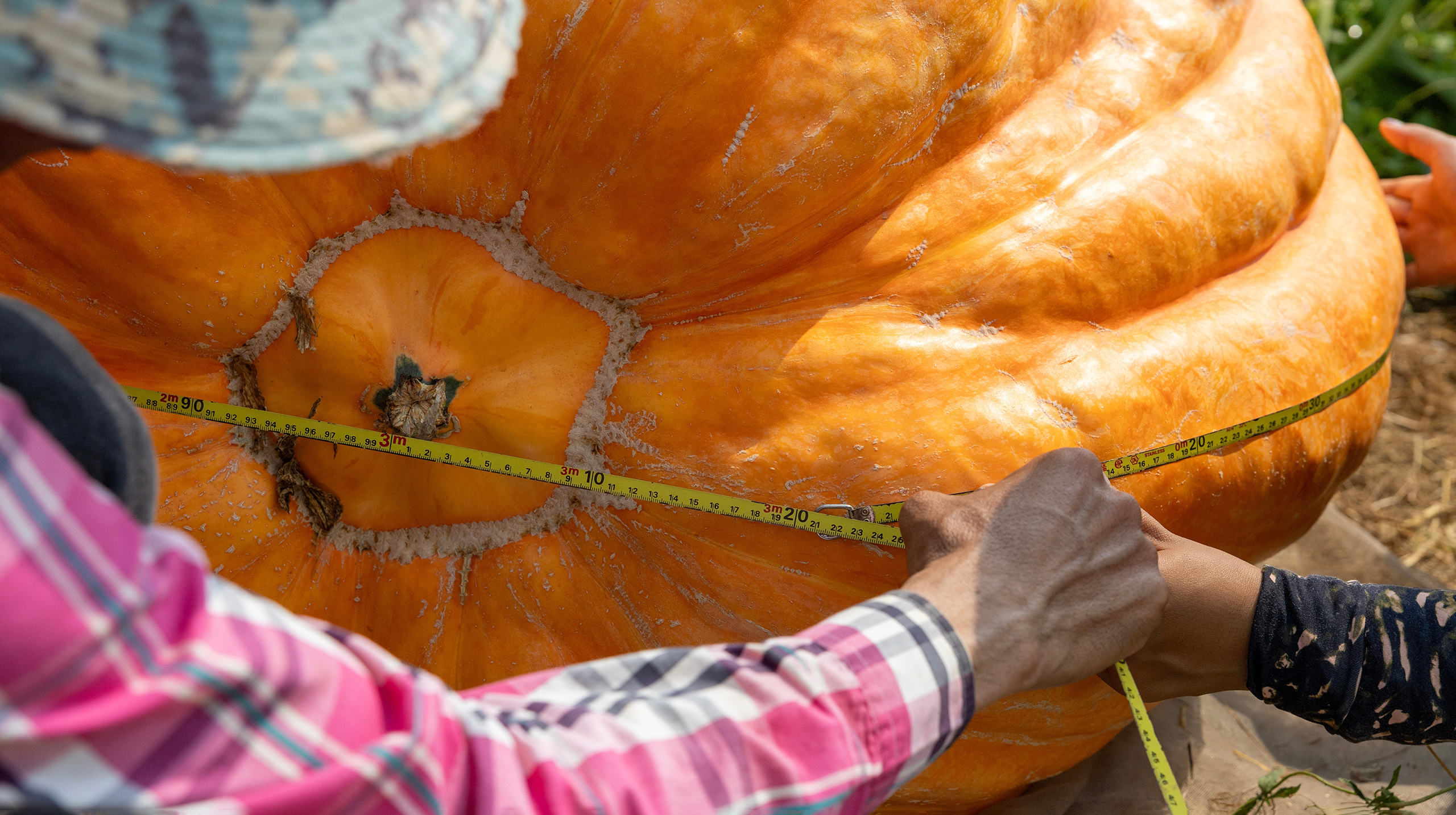 тыква, гигант