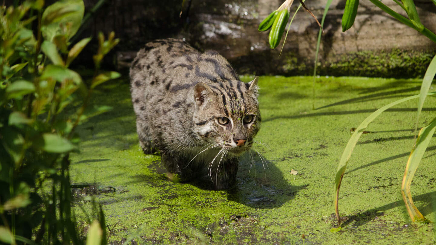кошка-рыболов