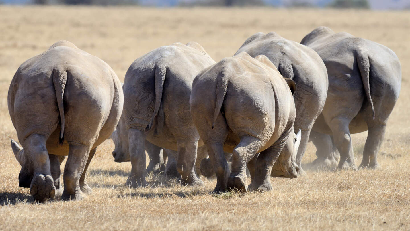белый носорог