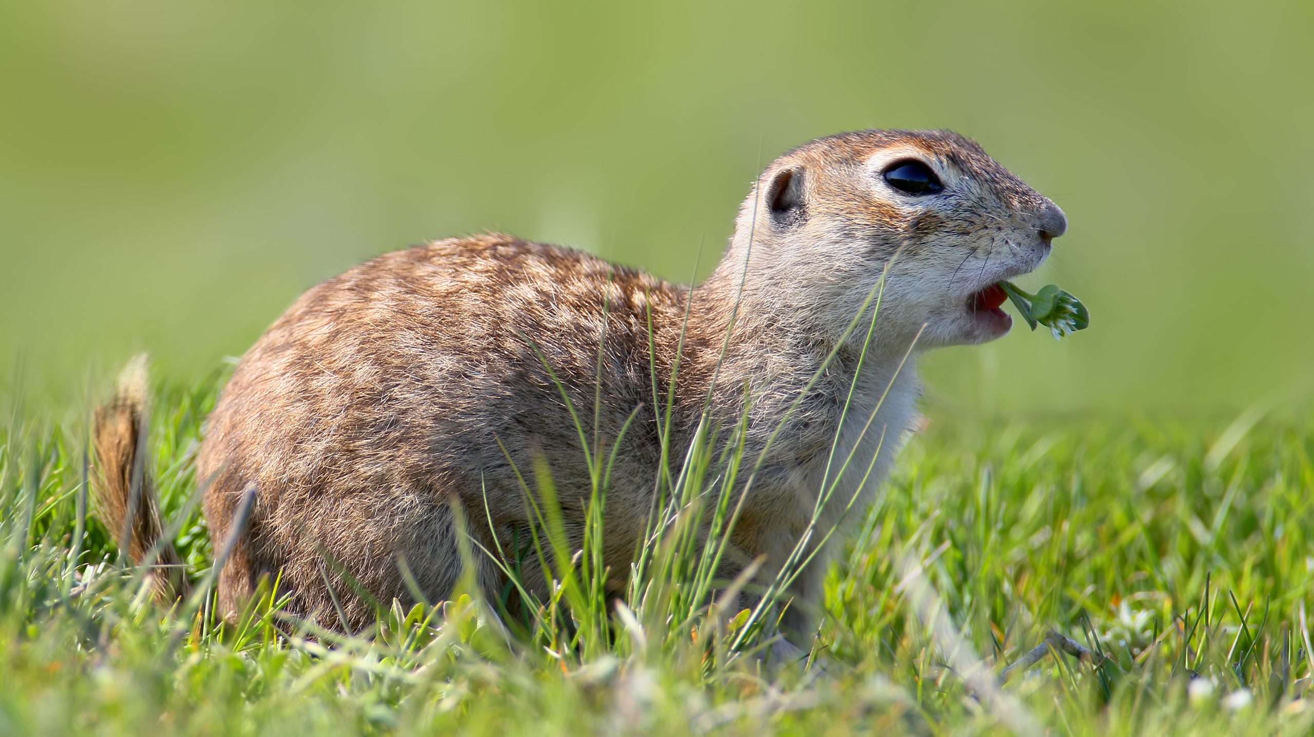 Чем питается