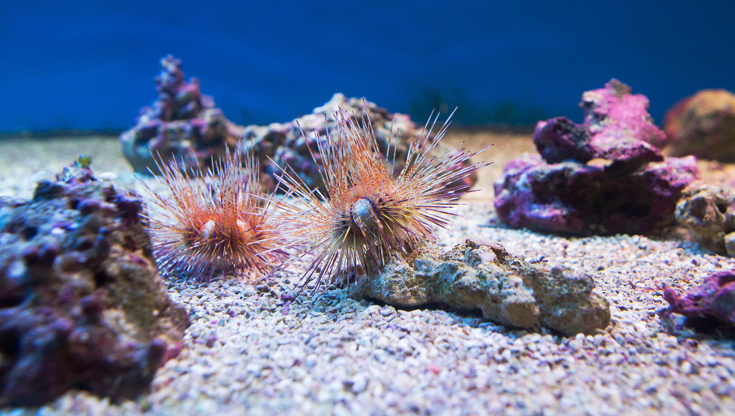 морские ежи