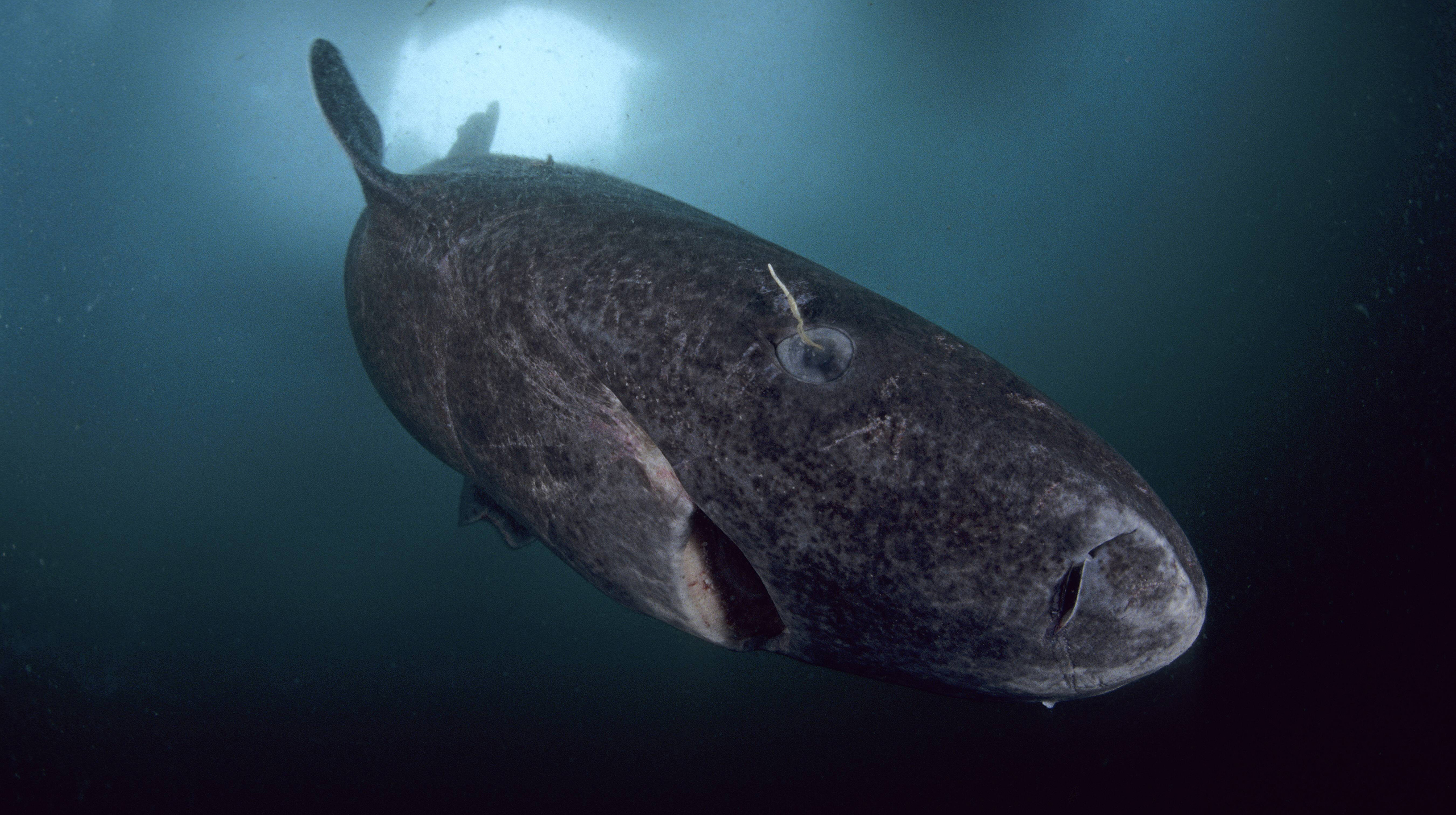 Гренландская акула