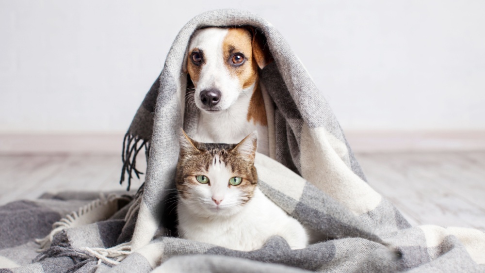 кошка и собака