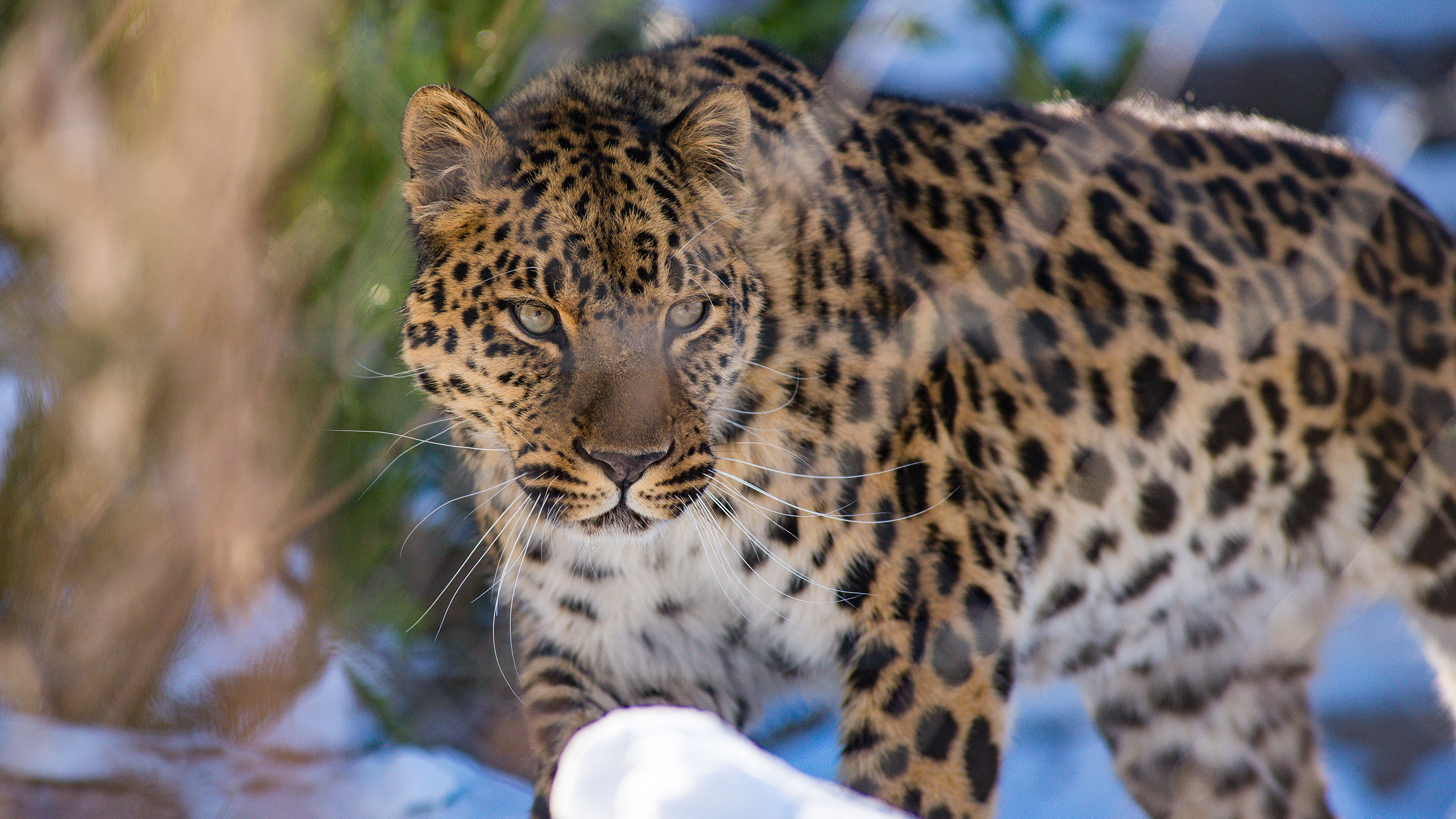 Национальный парк «Земля леопарда»