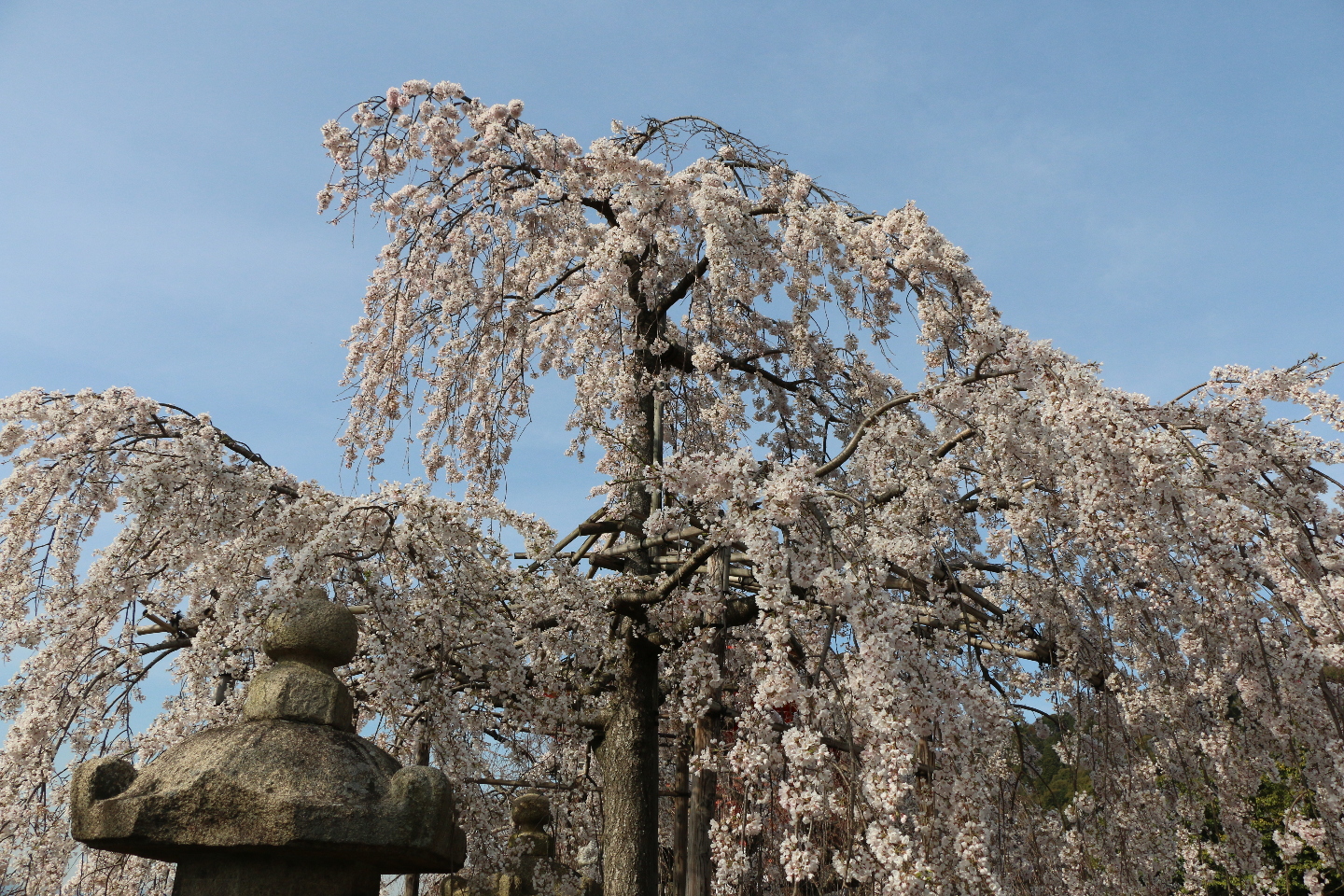 Хан над ханами. Ханами. Хануи. First Hanami in Japan Painting.