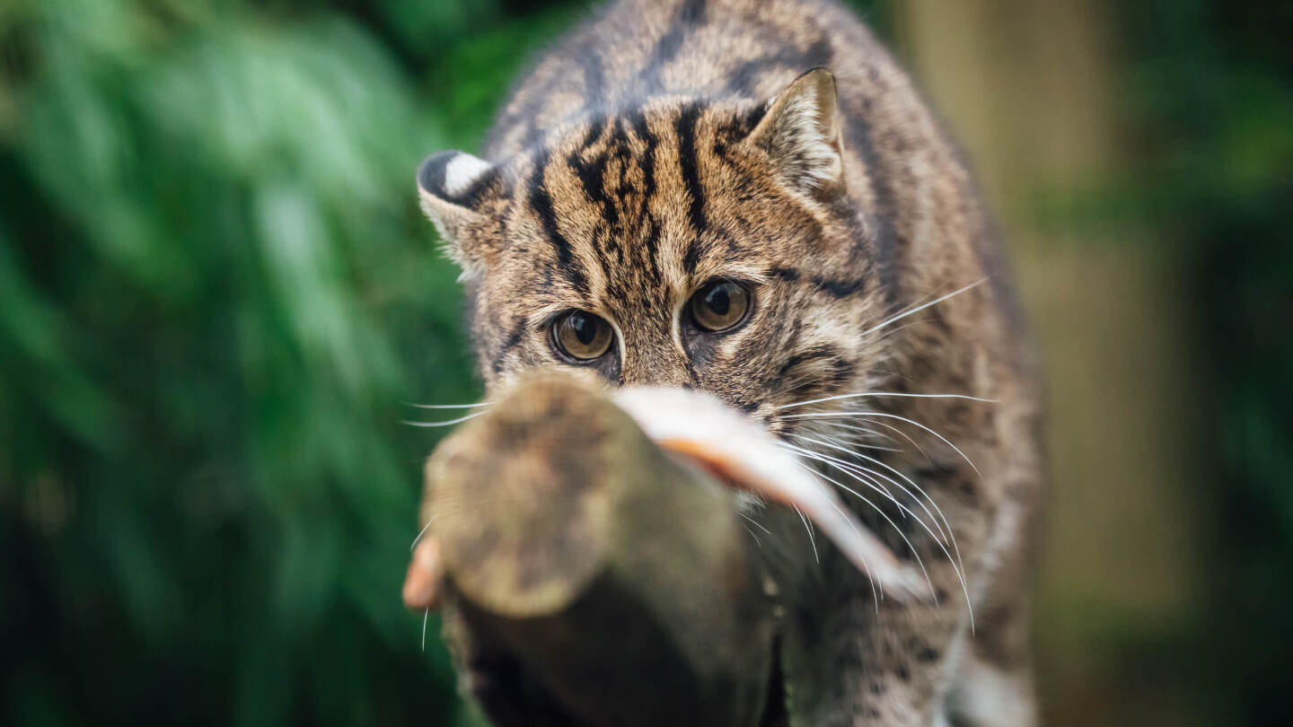 Кошка-рыболов