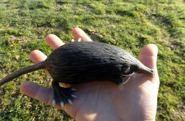 выхухоль почему так назвали. Смотреть фото выхухоль почему так назвали. Смотреть картинку выхухоль почему так назвали. Картинка про выхухоль почему так назвали. Фото выхухоль почему так назвали выхухоль почему так назвали. Смотреть фото выхухоль почему так назвали. Смотреть картинку выхухоль почему так назвали. Картинка про выхухоль почему так назвали. Фото выхухоль почему так назвали