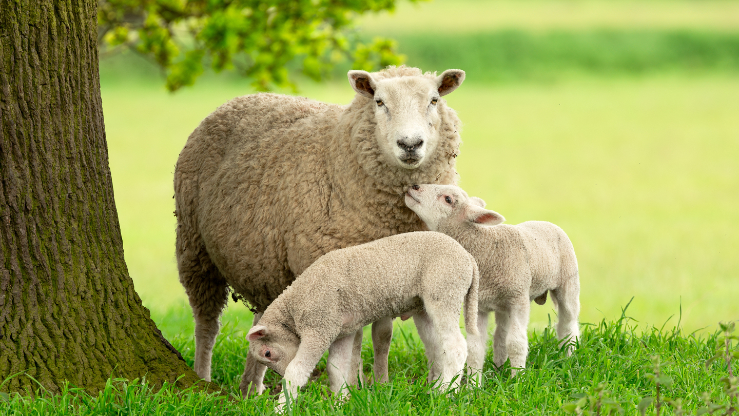 Овца, ягненок