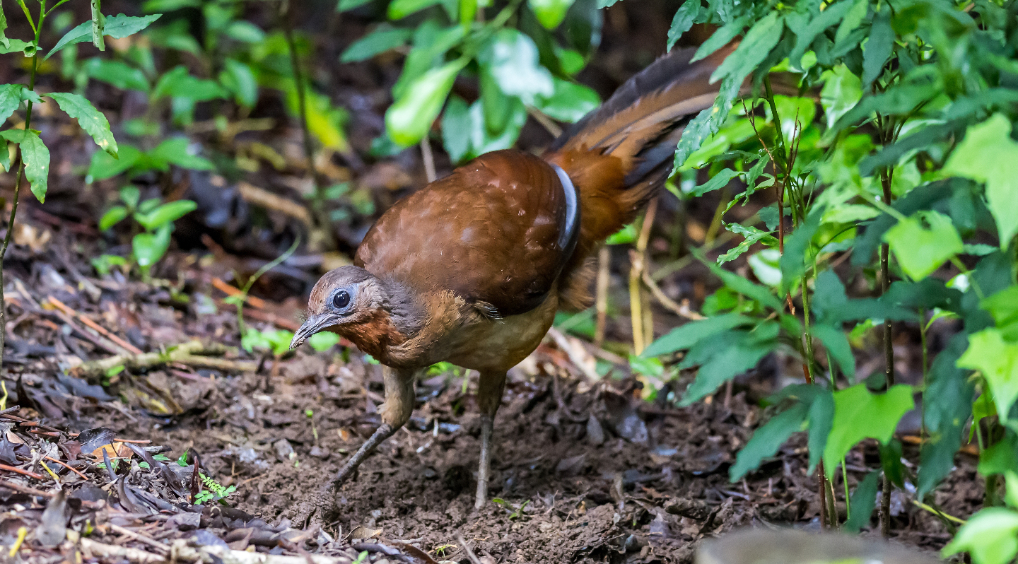 самка лирохвоста