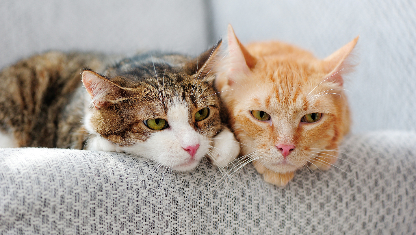 Как человек приручил кошек