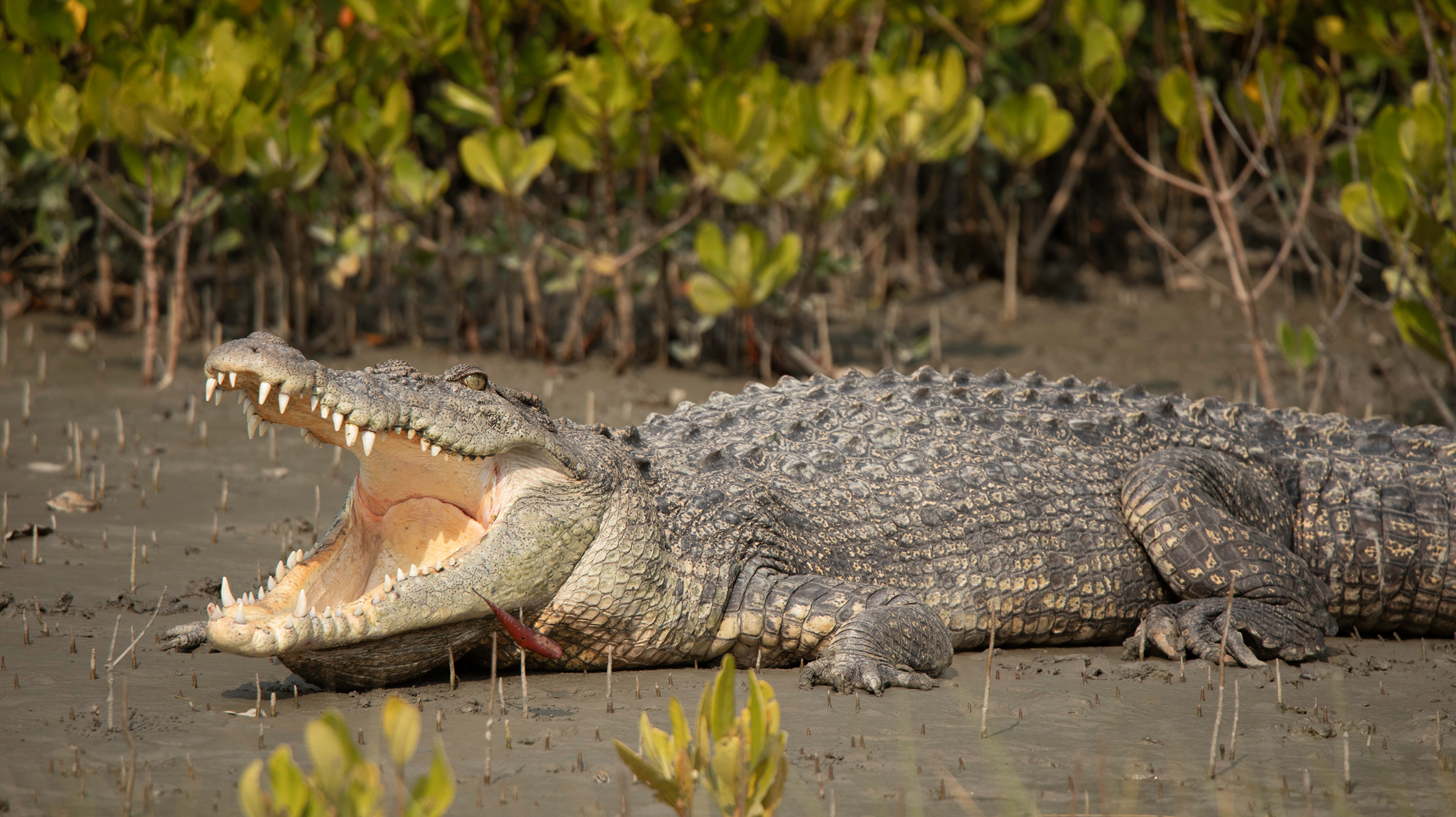 самый большой крокодил