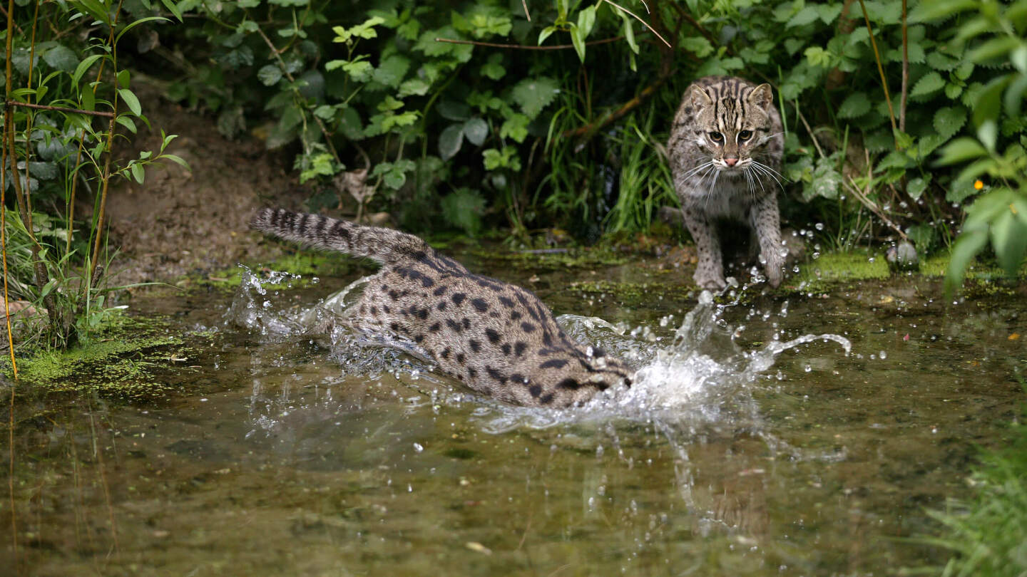 Кошка-рыболов
