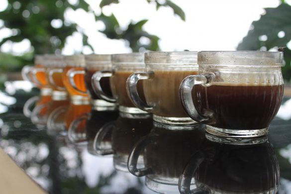 Индонезия, остров Бали. Как растет кофе? - Телеканал «Моя Планета»