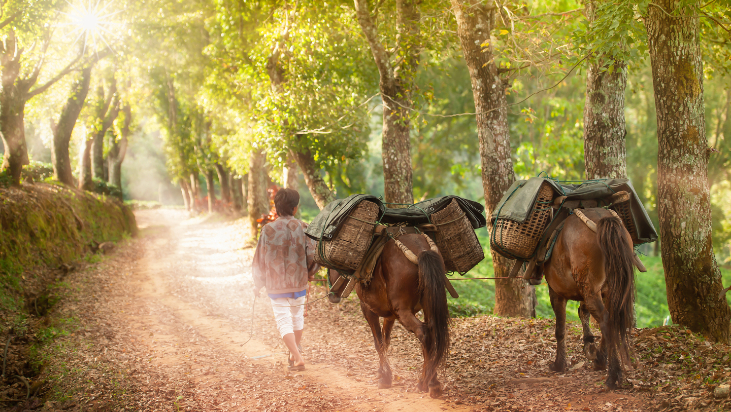 Чайная конная дорога